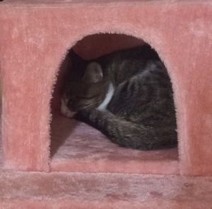 Meet your Posher, Judy